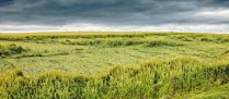 Assurance récolte des agriculteurs : pas de baisse du seuil de déclenchement !