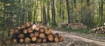 Parcelles de forêts : un marché au beau fixe