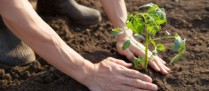 Installation progressive en agriculture : comment s’affilier à la MSA ?